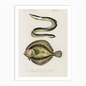 Different Types Of Fishes, Charles Dessalines D'Orbigny 7 Art Print