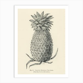 Vintage Illustration Of Charlotte Rothschild Pineapple, John Wright Art Print