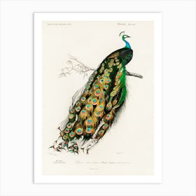 Indian Peafowl (Pavo Cristatus), Charles Dessalines D' Orbigny Art Print