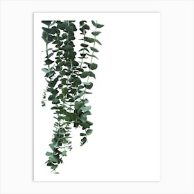 Eucalyptus Poster