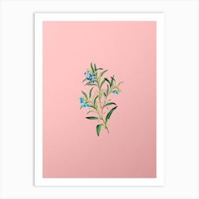 Vintage Blue Narrow Leaved Sollya Botanical on Soft Pink n.0640 Art Print