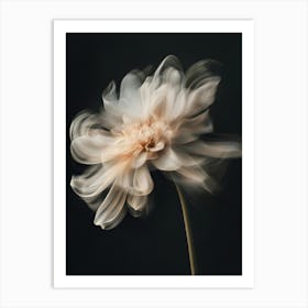 Chrysanthemum 2 Art Print