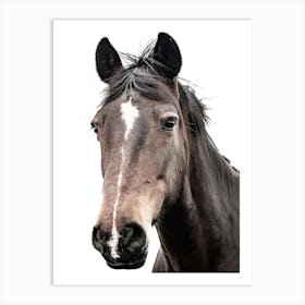 Horse Head Portrait Art Print