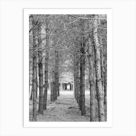 Woodland Black And White Art Print