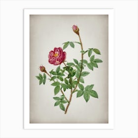 Vintage Moss Rose Botanical on Parchment n.0110 Art Print