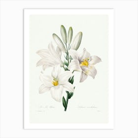 Madonna Lily From Choix Des Plus Belles Fleurs (1827), Pierre Joseph Redoute Art Print