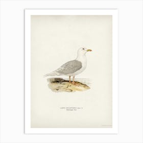 Larus Leucopterus, The Von Wright Brothers Art Print