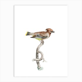 Vintage Little Jay Bird Illustration on Pure White Art Print