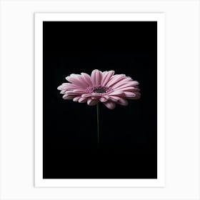 Pink Gerbera Flower Art Print