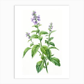 Catnip Vintage Botanical Herbs 3 Art Print