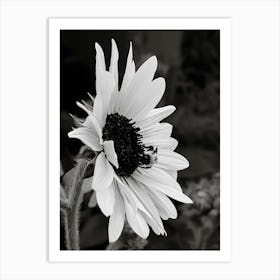 Sunflower BW Art Print