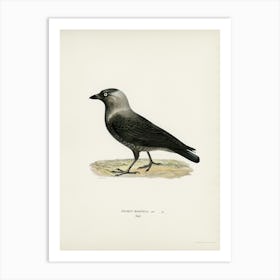 Western Jackdaw (Coloeus Monedula), The Von Wright Brothers Art Print