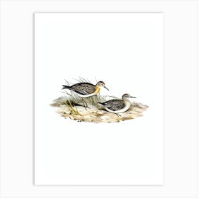 Vintage Grey Tailed Tattler Bird Illustration on Pure White n.0284 Art Print