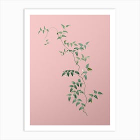 Vintage Bridal Creeper Botanical on Soft Pink n.0214 Art Print