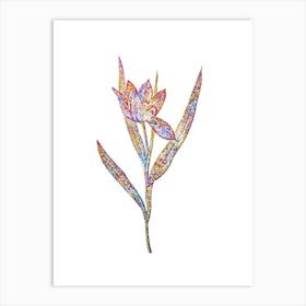 Stained Glass Tulipa Oculus Colis Mosaic Botanical Illustration on White Art Print