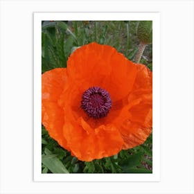 Poppy Art Print