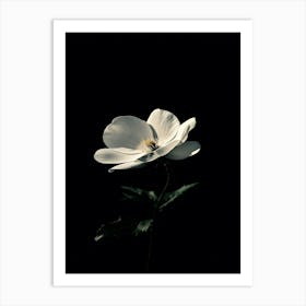 White Anemone Flower 4 Art Print