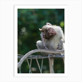 Macaque Monkey Portrait Bokeh Art Print