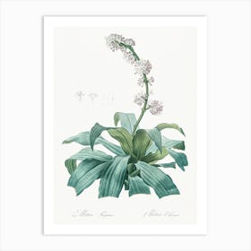 Aletris Fragrans, Pierre Joseph Redoute Art Print