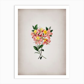 Vintage Changeable Pontic Azalea Botanical on Parchment n.0222 Art Print