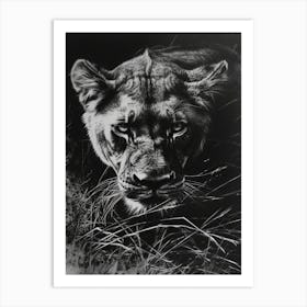 Barbary Lion Charcoal Drawing Lioness 3 Art Print