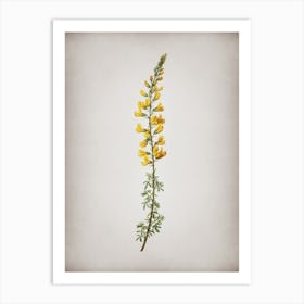 Vintage Adenocarpus Botanical on Parchment n.0224 Art Print