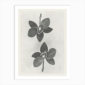 Orchid Flower Photo Collage 3 Art Print