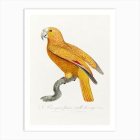 The Parrot Of Paradise Of Cuba From Natural History Of Parrots, Francois Levaillant Art Print