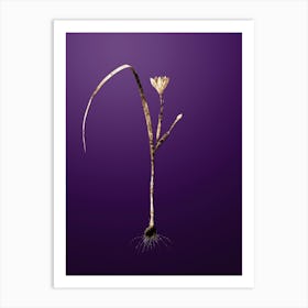 Gold Botanical Cape Tulip on Royal Purple n.2166 Art Print
