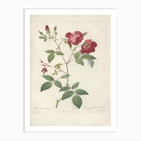 Rose Illustration, Pierre Joseph Redoute (68) Art Print