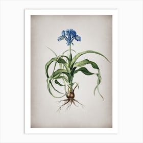 Vintage Iris Scorpiodes Botanical on Parchment n.0859 Art Print