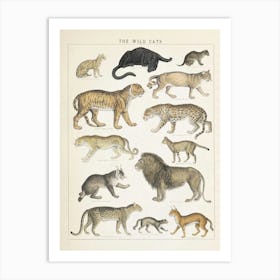 Wild Cats Vintage Illustration Art Print