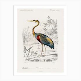 Purple Heron (Ardea Purpurea), Charles Dessalines D' Orbigny Art Print