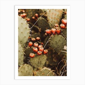 Prickly Pear Cactus Art Print