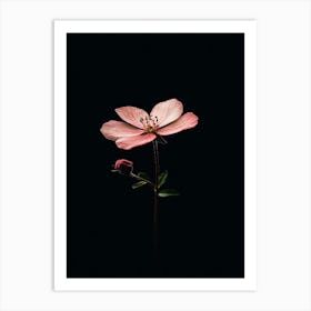 Single Pink Flower 1 Art Print