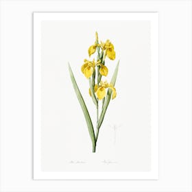 Irises Illustration From Les Liliacées, Pierre Joseph Redouté Art Print