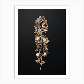 Gold Botanical Cuspidate Rose on Wrought Iron Black n.4724 Art Print