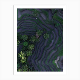 Tropical Risefields From Above Art Print