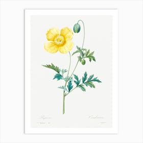 Welsh Poppy, Pierre Joseph Redoute Art Print