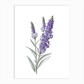 Lavender Leaf Illustration Art Print