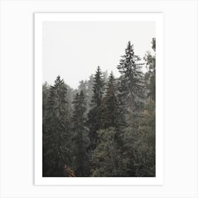 Rainy Forest Trees Art Print