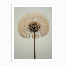 dandelion plant painting 1 Art Print