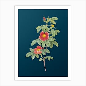 Vintage Single May Rose Botanical Art on Teal Blue n.0366 Art Print