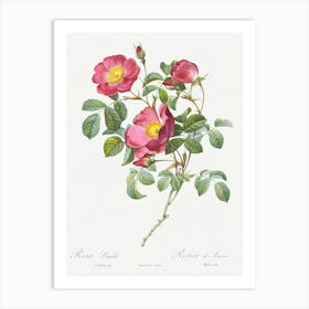 Rose Of Love, Pierre Joseph Redoute Art Print