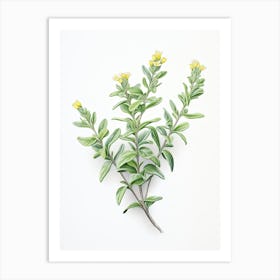 Thyme Vintage Botanical Herbs 2 Art Print