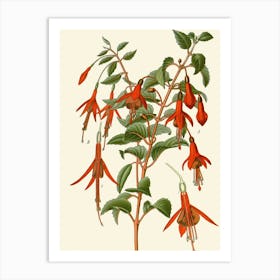 Fuchsia 8 Art Print