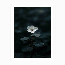 White Flower In The Dark 20 Art Print