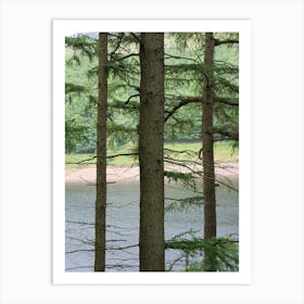 Pine Trees By A Lake Art Print