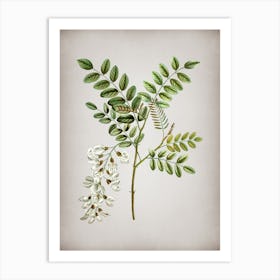 Vintage Black Locust Botanical on Parchment n.0260 Art Print