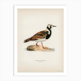 Ruddy Turnstone, The Von Wright Brothers Art Print